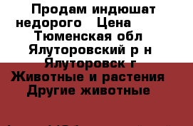 Продам индюшат недорого › Цена ­ 300 - Тюменская обл., Ялуторовский р-н, Ялуторовск г. Животные и растения » Другие животные   